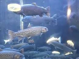 Aquaponics Trout Aquaponics Fish Aquaponics System Aquaponics