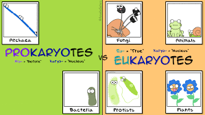 Check spelling or type a new query. Amoeba Sisters Gifs Science With The Amoeba Sisters