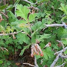 Image result for Anacardiaceae