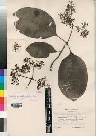 Image result for Psychotria succulenta