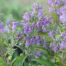 Image result for Scutellaria violascens