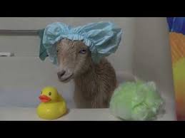 He or she will probably want to drink every 3 to 4 hours. Goats Getting Bubble Baths Goat Compilation Youtube