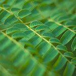 Image result for Guilandina bonduc