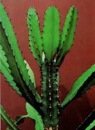 Image result for Euphorbia dawei