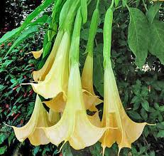 Image result for Aeollanthus suaveolens