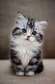 Here you can find the best baby cat wallpapers uploaded by our community. Cute Animals Hd Wallpaper Download Outside Pictures Of Cute Cats And Kittens Hd Lest How To Draw Cute Minecraft Animal Kittens Cutest Kitten Pictures Cute Cats