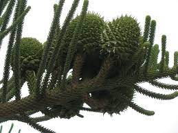 Norfolk pine does not like the soil to be wet, but it also does not like to be totally dry: How To Grow A Norfolk Island Pine As A Houseplant Dengarden