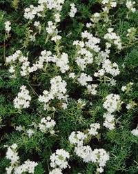 Image result for Verbena × teasii