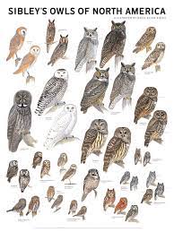 Sibley S Owls Of North America In 2021 Pet Birds Owl Owl Bird