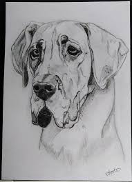 Great Dane A4 Sketch Portrait Great Dane Dog Drawing Dog Paintings