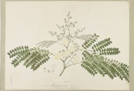 Image result for Albizia procera