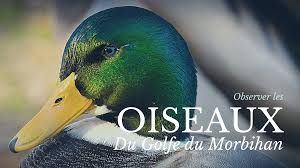 Les destinations thalassa sea & spa se démarquent par l'emplacement unique des hôtels face à la mer. Les Oiseaux Observes Dans Le Golfe Du Morbihan En Bretagne Sud