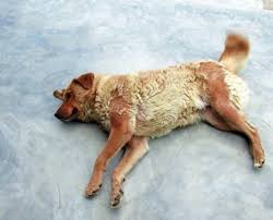 Sono allergica dall'adolescenza a diverse sostanze (polveri, fibre complesse, lana, peli gatto, cane, cavallo, criceto! Alopecia Nel Cane Quali Possibili Cause E Cura Vet Fiocco Scalvi