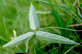 Image result for Dolichos angustifolius