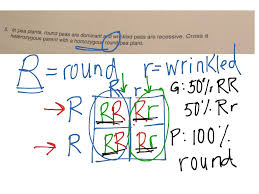 Chemistry phase diagram worksheet answers tags heating cooling from monohybrid cross worksheet answer key, source:cathhsli.org. Give Peas A Chance 5 Science Showme