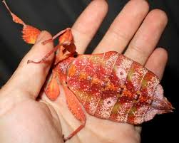 Image result for Blotiella natalensis