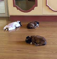 This Puppy Sleeps As If Turned Off And It S Adorable Bored Panda