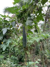 Image result for Luffa