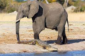 Elephant & Crocodile | Will Burrard-Lucas