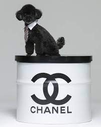 · xiumin has a cat tan · suho has a dog byul (i don't know the breed) · baekhuyn . Exo Pets Exopetsupdate Twitter