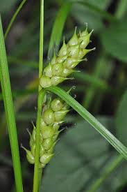 Image result for Carex mannii