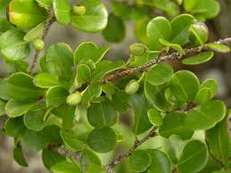 Image result for Lythrum rotundifolium