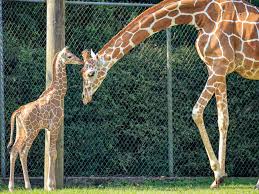 Baby Giraffe Born At Baton Rouge Zoo Public Invited To Help Name Her News Theadvocate Com