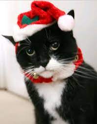 50 Cats In Santa Hats Pet Holiday Christmas Cats Cats