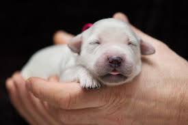 Akc puppies.six weeks old.ready to go home on august 1st. Stages Of Puppy Development Puppies Articles Dogzone Com