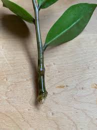 We did not find results for: Zz Plant Propagation Success Day 24 Propagation
