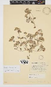 Image result for Helichrysum mechowianum