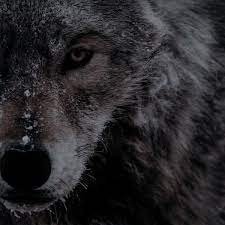 See more ideas about werewolf aesthetic, werewolf, aesthetic. ð'«ð'¹ð'¨ð'²ð'¶ð'º ð'¨ ð'¶ð'»ð'¿ð'¶ð'¨ Werewolf Aesthetic Character Aesthetic Dark Aesthetic