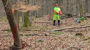Wenn sie einen baum fällen wollen, schauen sie sich den baum. Baume Fallen Sicher Und Richtig Teil 4 Hanger Sicher Zu Fall Bringen Youtube