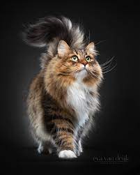 Cats Catsitting Catslove Catsruleeverythingaroundme Catsforever Catsrequest Catsloversworld Catstuff Catsconnect Cat Siberian Cat Beautiful Cats Cats