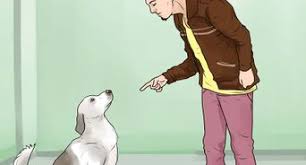 We did not find results for: 4 Ways To Stop Dogs From Barking At People Wikihow