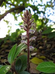 Image result for Orobanche