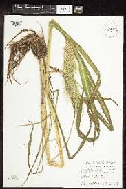 Image result for Echinochloa brevipedicellata