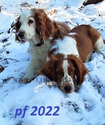 Image result for anglický špringršpaněl