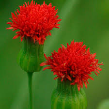 Image result for Emilia coccinea