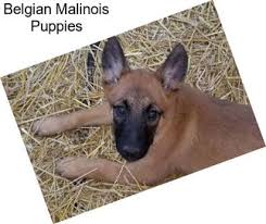 All our belgian malinois equipment is handmade of quality materials. Belgian Malinois Dogs For Sale In New London Agriseek Com