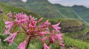 Image result for Helixanthera verruculosa