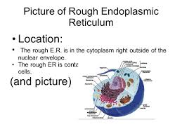 We did not find results for: Cell Organelles Structure And Function Example Mr Boandl Structure O Made Of Bone Wrapped In Tons Of Muscle O Tall 6 Feet 1 Inch Function O To Yell Ppt Download