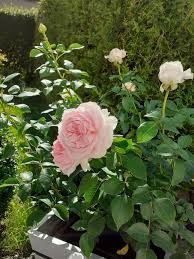 3 reviews — write a review. Wellenspiel Fairy Tale Roses Plant O Fix Delivery Type Garden Roses Rosen Kordes
