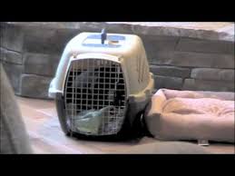 2 using a crate to housebreak your dog. French Bulldog Crying In The Crate Youtube