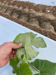 Image result for whitefly in cucumber