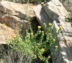 Image result for Helichrysum setosum