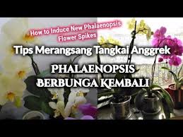 Tips Merangsang Tangkai Anggrek Bulan Berbunga Kembali Youtube