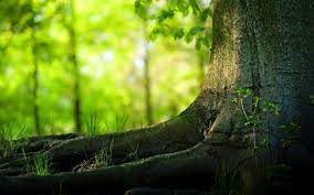 Amazing Nature Wallpaper Hd For Desktop Nature Wallpaper Hd Nature Wallpapers Background Images