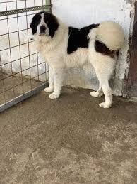 Il ciobanesc romanesc de bucovina è un cane di taglia grande affettuoso, amorevole verso il padrone e verso i bambini. Ciobanesc Animale De Companie In Bistrita Nasaud Olx Ro