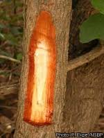 Image result for Piliostigma thonningii